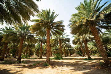Views of palm oil plantations