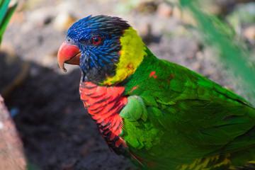 Lorikeet