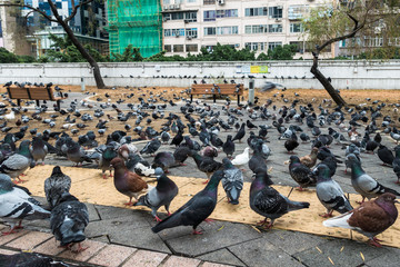 Many pigeons at Kowloon Park, Hong Kong,Tsim Sha Tsui
