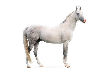 Fototapeta na wymiar white akhal-tekes stallion isolated on white background