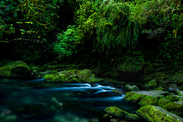 Beautiful greenery nature and stream of the rainforest.