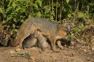 Naklejka na ściany i meble A mother Fox with her Kits in Minnesota