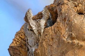 Eastern Screech owl perched in hole in tree