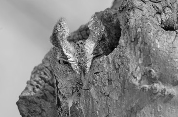 Eastern Screech owl perched in hole in tree