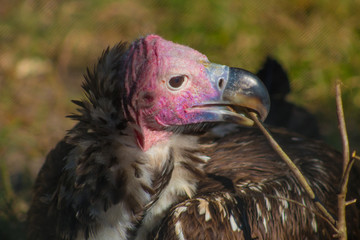 portrait of a vulture