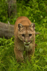Mountain Lion also called a Cougar in Minnesota