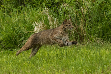 Wild Animals of Minnesota