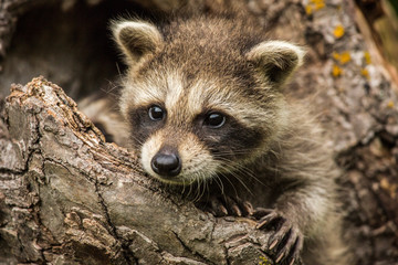 Raccoon Kits Peering out from their tree home in Minnesota