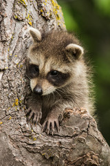 Raccoon Kits Peering out from their tree home in Minnesota