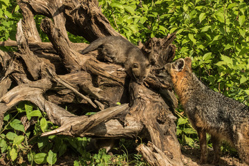A mother Fox with her Kits in Minnesota