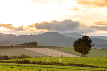 北海道美瑛の風景
