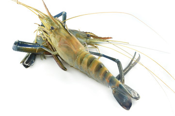 fresh shrimp isolated / raw shrimp on white background - the big blue claw shrimp or prawn for cook seafood (Macrobrachium rosenbergii)
