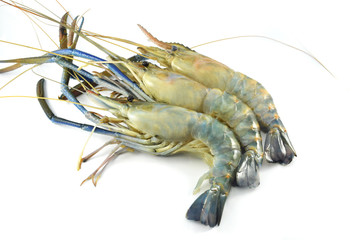 fresh shrimp isolated / raw shrimp on white background - the big blue claw shrimp or prawn for cook seafood (Macrobrachium rosenbergii)