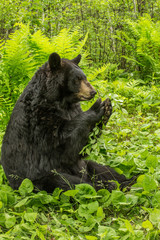 Black bears in Minnesota