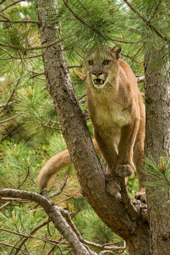 Mountain Lion also called a Cougar in Minnesota