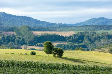北海道美瑛の風景