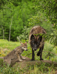Wolves in Minnesota