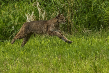 Bobcat In Minnesota