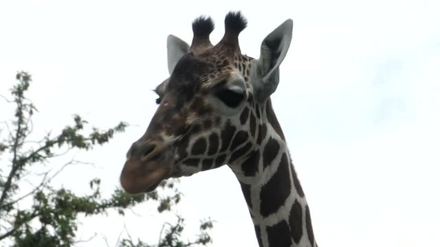 Close up of giraffe's head, looking forward, and then to the left.