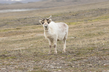 Reindeer of the Arctic