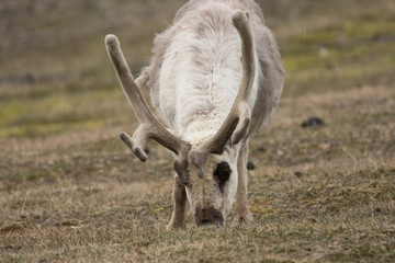 Reindeer of the Arctic