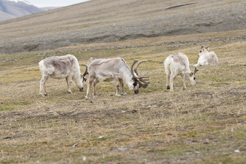 Obraz na płótnie Canvas Reindeer in the Arctic Region