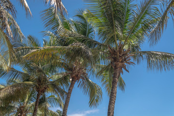 Obraz na płótnie Canvas View at palm trees on the island of Mussulo, Luanda, Angola