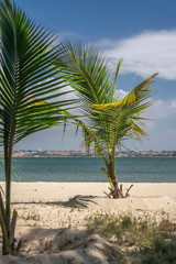 View of palm trees on beach, on the island of Mussulo, Luanda, Angola