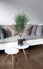 Corokia plant (Cotoneaster bonsay), Interior in a livingroom with a couch and a big tree on a table.