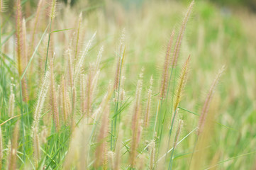 mission grass dry on green field in forest nature summer/ yellow and green grass plant on nature blur background 