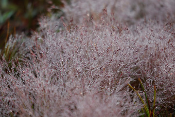 Pink Grass in morning drew