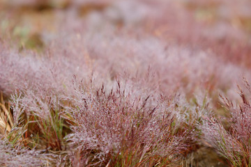 Pink Grass in morning drew