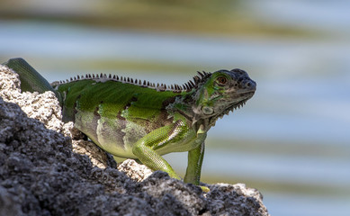 green iguana on rock
