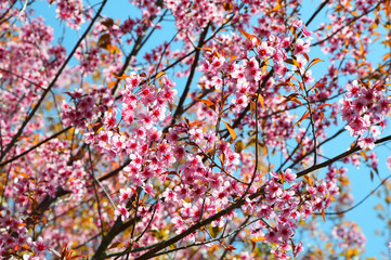 Wild Himalayan Cherry / tree of pink flower wild himalayan cherry blossoming in forest spring blue sky background -  thai sakura at phu lom lo Loei Thailand 