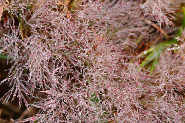 Pink Grass in morning drew