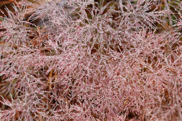 Pink Grass in morning drew