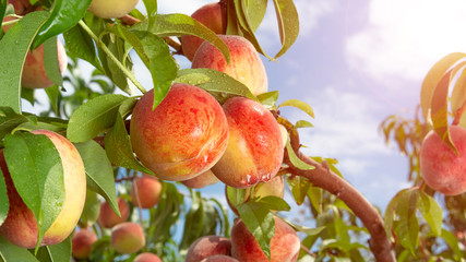 Fresh peach tree closeup with fruits and leaves in the sunshine. Copy space, toning