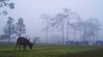 landscape deer in fog / brown red deer animal wildlife graze eating grass on green field with mist fog in morning and tent camping pine tree background deer in national park