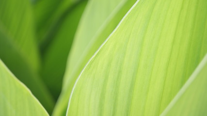green leaf background / close up nature frame green beautiful plant leaves blurred soft green background in garden copy space fresh bright wallpaper nature pattern