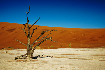 Fototapeta na wymiar Deadvlei Namibia dead trees