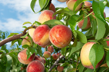 ripened peaches close-up on a tree branch with leaves. Fruit farm concept, harvesting, toning