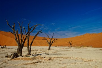 Fototapeta na wymiar Deadvlei, Namibia, dead trees