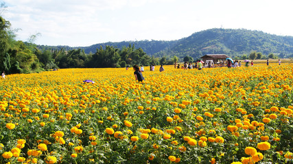 Naklejka premium landmark field yellow marigold landscape blossoming garden with mountain background / nature field spring flower colorful on bright countryside