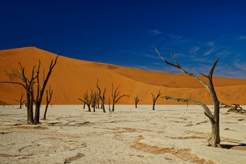Fototapeta na wymiar Dead trees, Deadvlei, Namibia