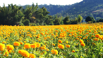 spring landscape field yellow marigold blossoming garden with mountain background / nature field  flower colorful on bright countryside