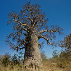 Fototapeta na wymiar Large Baobab tree