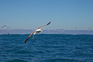 Fototapeta na wymiar Southern royal albatross, gliding in to land, Kaikoura, New Zealand
