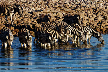 Fototapeta na wymiar Zebra at a waterhole at sunrise