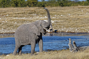 Mother elephant trumpeting