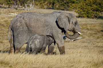 Naklejka na ściany i meble Mother elephant suckling her young